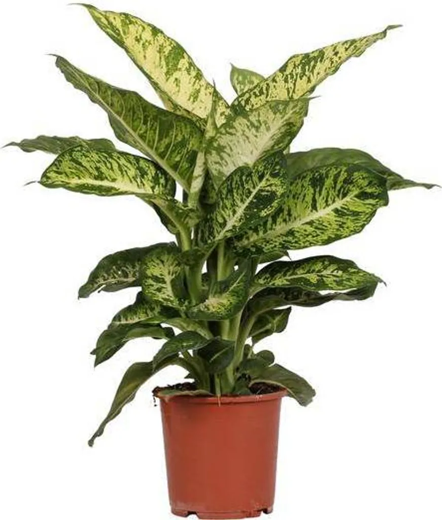 Dieffenbachia Mars Ø 17 cm - Plante d'intérieur tropicale de 50 cm