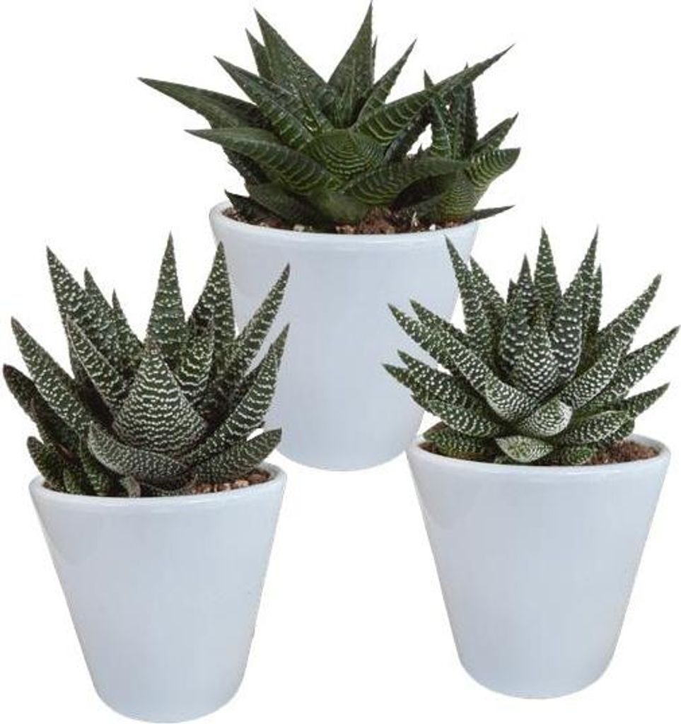 Sukkulenten Mix Gasteria & Haworthia 3 Pflanzen Ø8,5cm im weißen Topf