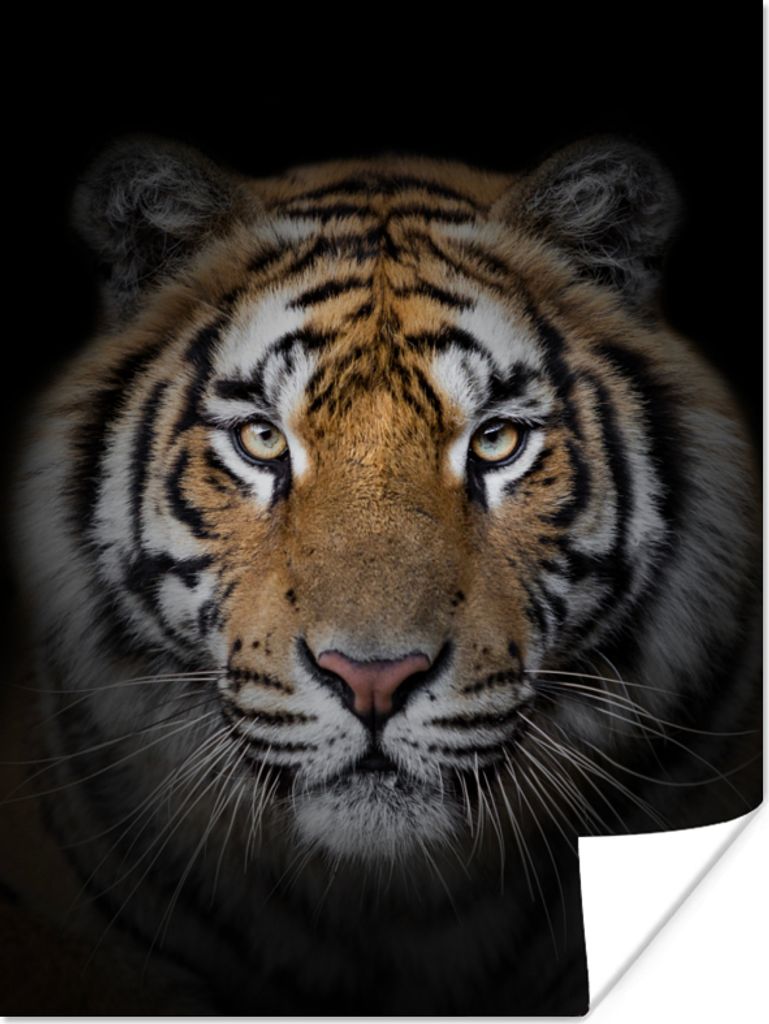 MuchoWow Poster Tiger - Wildtiere - Porträt - Schwarz - Tiere 90x120 cm - Wohnzimmer