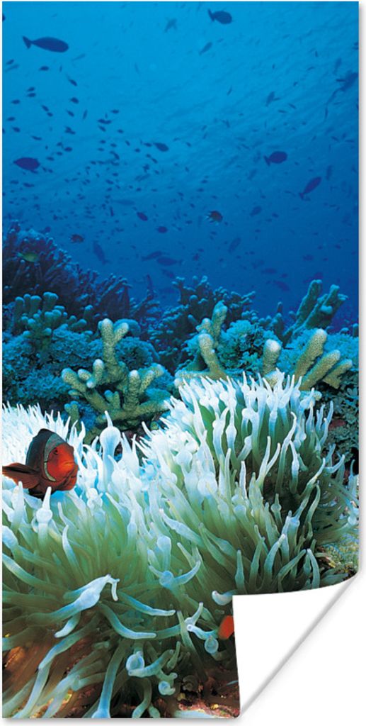 MuchoWow Poster Unterwasserwelt mit Clownfischen 40x80 cm - Dekoration