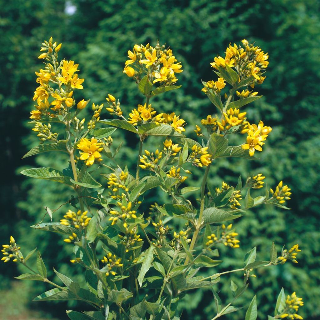 Lysimachia vulgaris, Gewöhnlicher Gilbweiderich, gelb, ca. 9x9 cm Topf