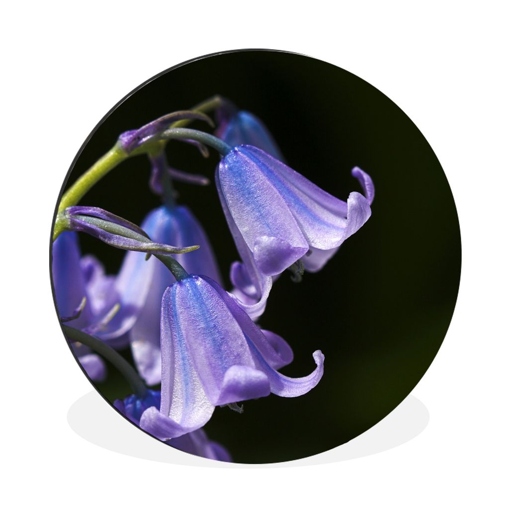 MuchoWow Aluminium Wandkreis Nahaufnahme der violetten Blüten einer Sternhyazinthe Ø 90 cm Wanddeko Modern Wohnzimmer - Mauerkreis - Wandbilder...