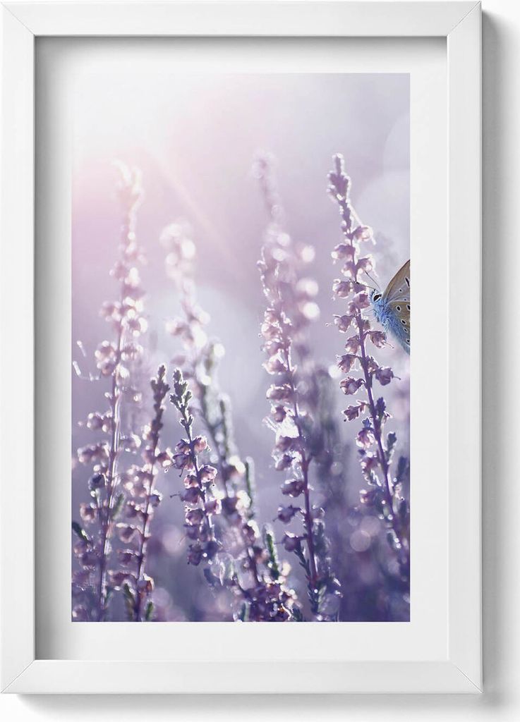 Schmetterling auf Wildblumen– Wandbild mit Rahmen – Gerahmtes Bild – Wanddekoration – 20x30 cm – Weiß