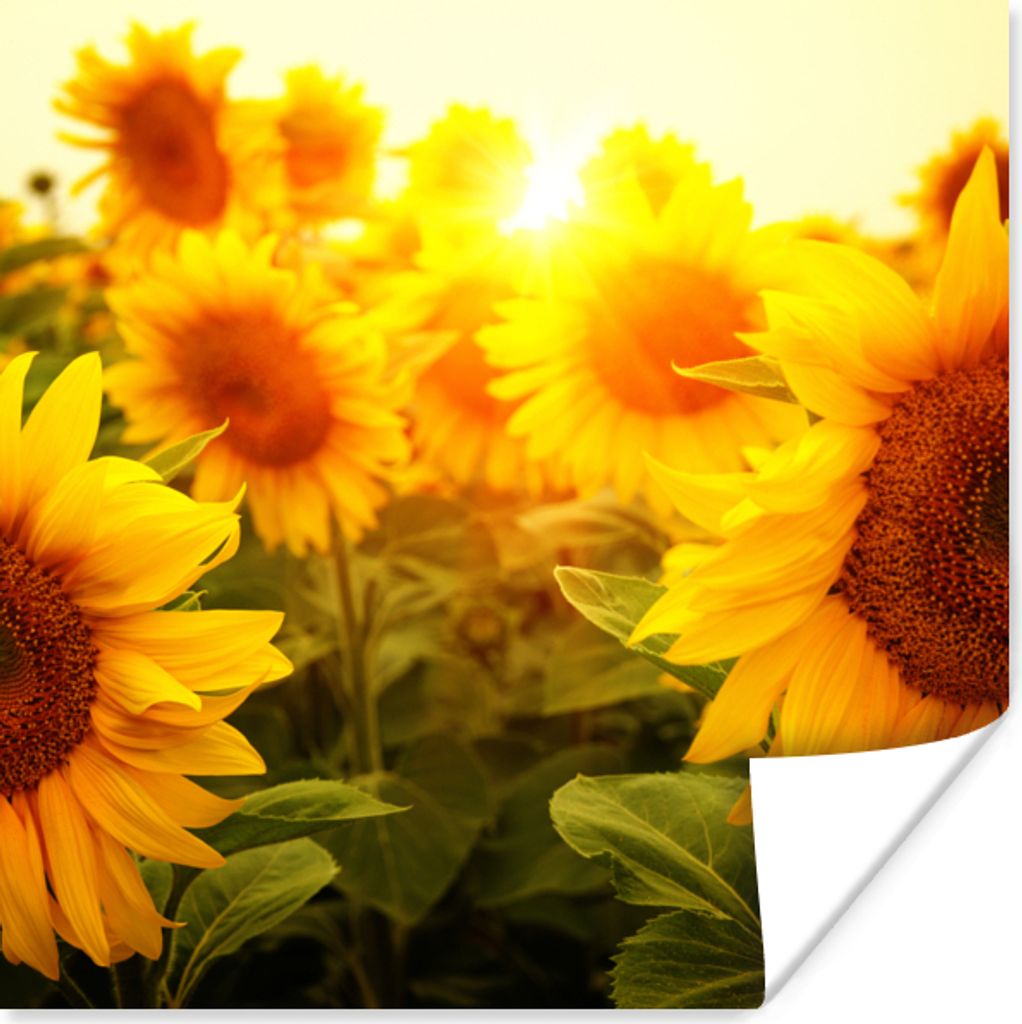 MuchoWow Poster Sonnenblume - Gelb - Blumen - Sonne 75x75 cm - Wand Dekoration