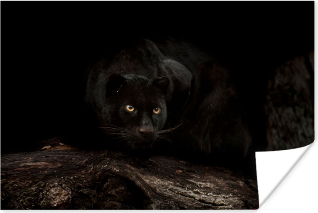 MuchoWow Poster Panther - Wald - Augen 120x80 cm - Bilder