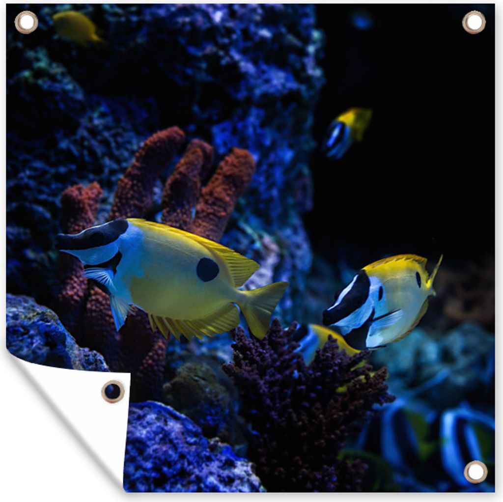 MuchoWow 100x100 cm Outdoor-Poster Gartendeko Sichtschutz Garten Poster für den Garten Aquarienfische in einem Aquarium in Singapur.
