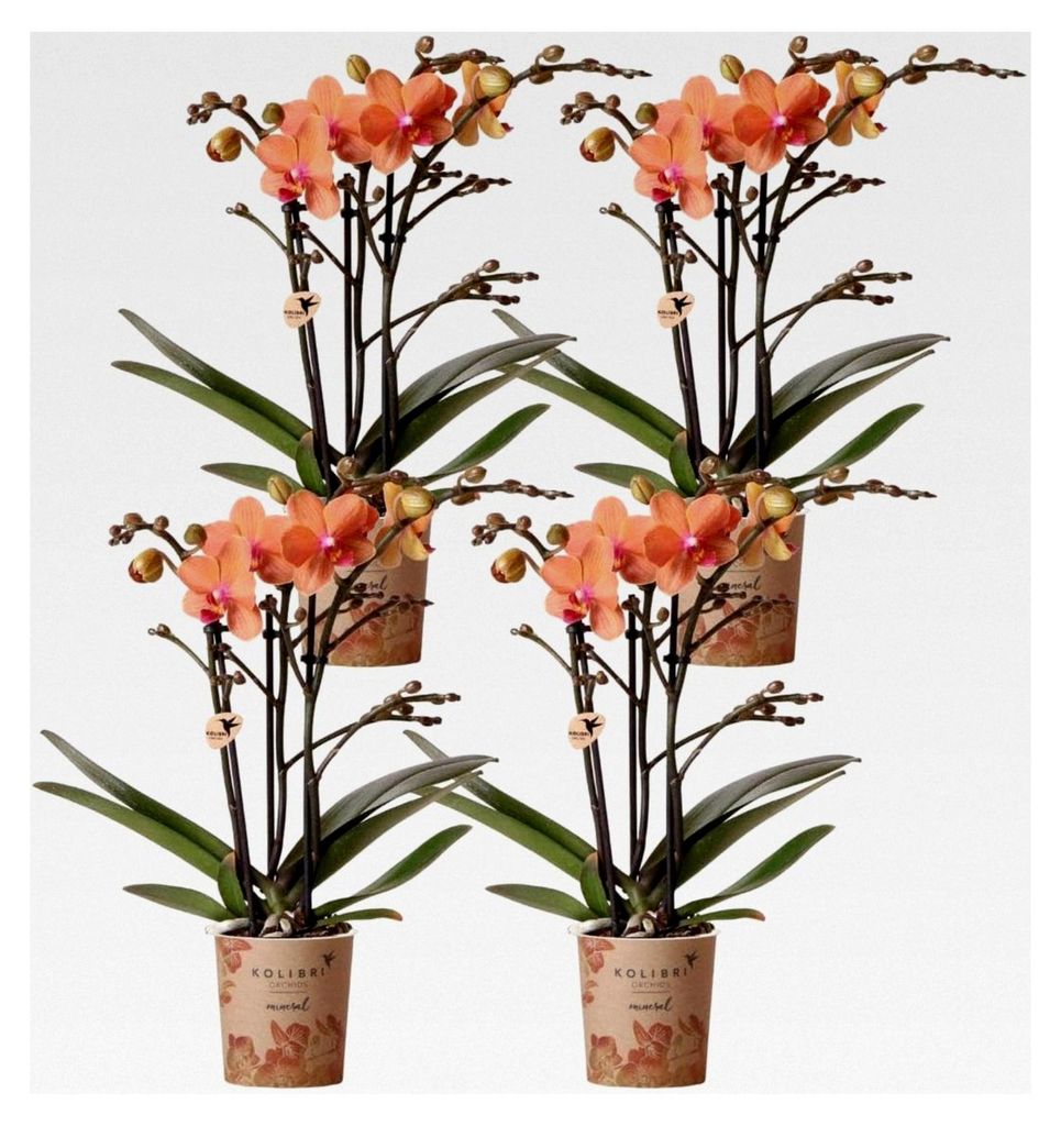 COMBI DEAL von 4 orange Phalaenopsis Orchideen - Bozen - Topfgröße 9cm blühende Zimmerpflanze - frisch vom Züchter