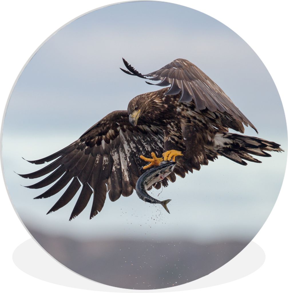 MuchoWow Rundes Wandbild - Runde Bilder Europäischer Seeadler fängt einen Fisch Ø 60 cm Kreis Wanddekoration Kunststoff - Wandkreis - Wandschm...