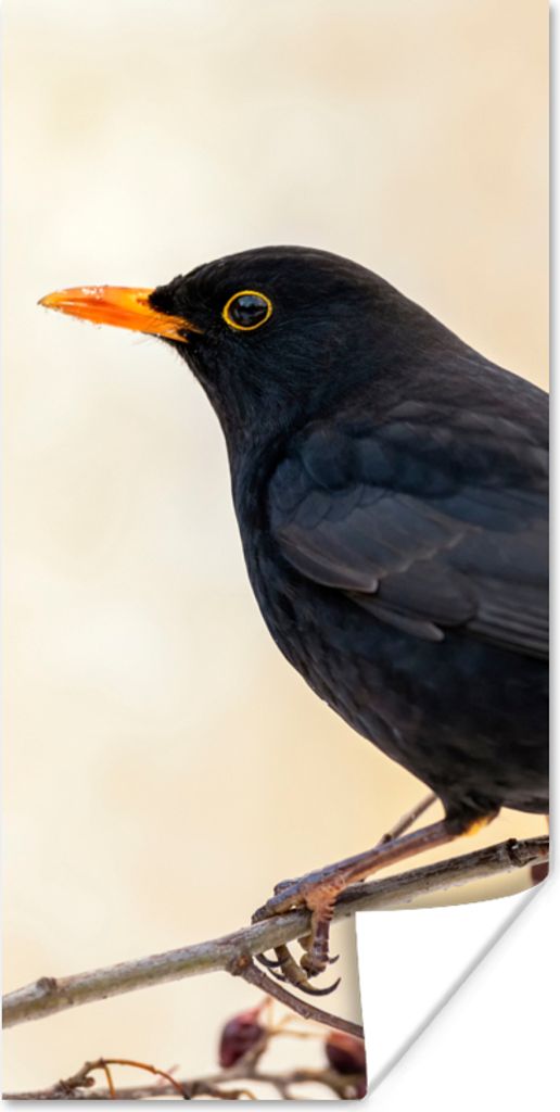 MuchoWow Poster Amsel - Vogel - Zweige - Beere - Rot 80x160 cm - Kinderzimmer