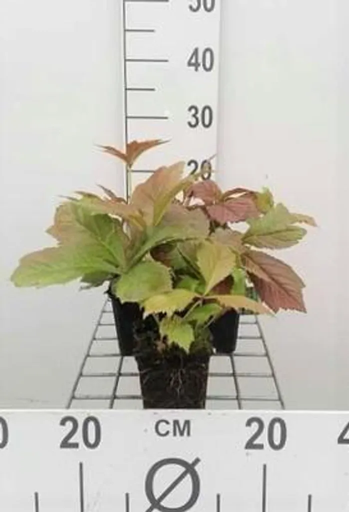 Aménager un massif d'ombre avec 6 Rodgersia podophylla 'Brownleaf'