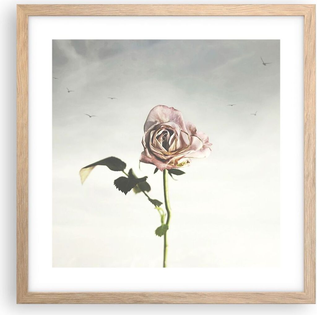 Gerahmtes Poster - Rahmen in heller Eiche - Rose Vögel Himmel - 40x40 cm - Wand Bild - Wanddeko - Wandbilder - Kunstposter - Wandposter - Bilderra...