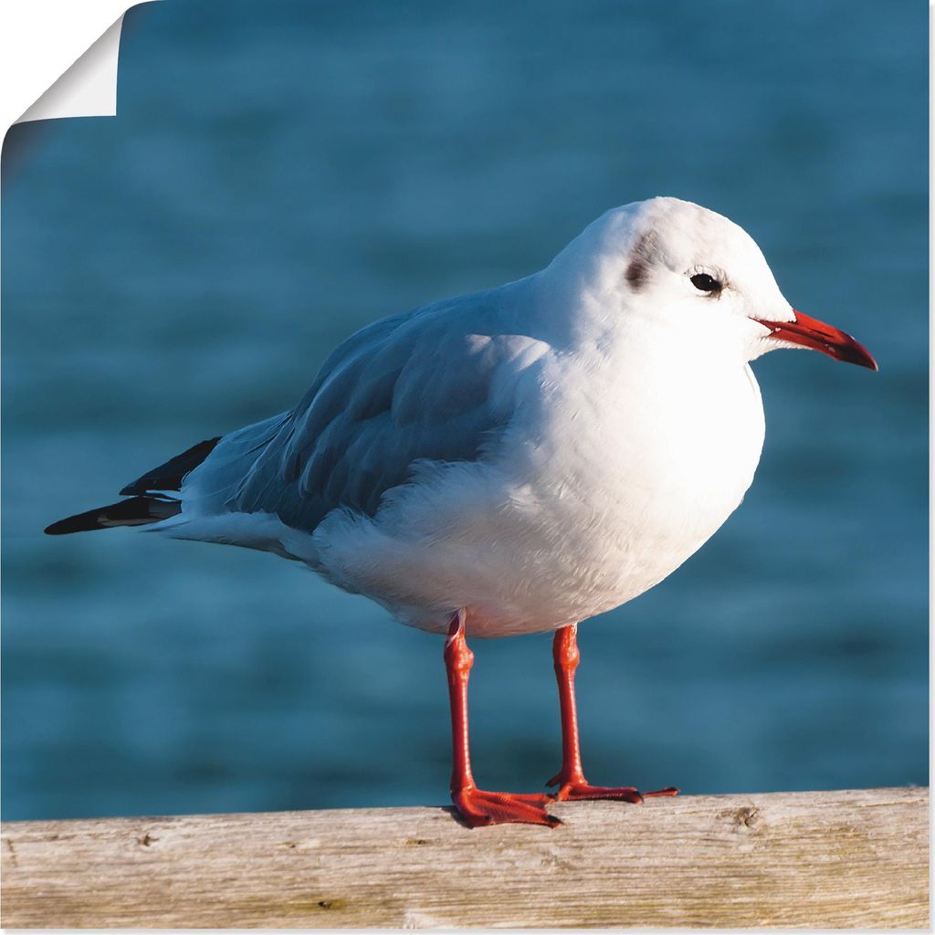 ARTland Poster Möwe Größe: 40x40 cm