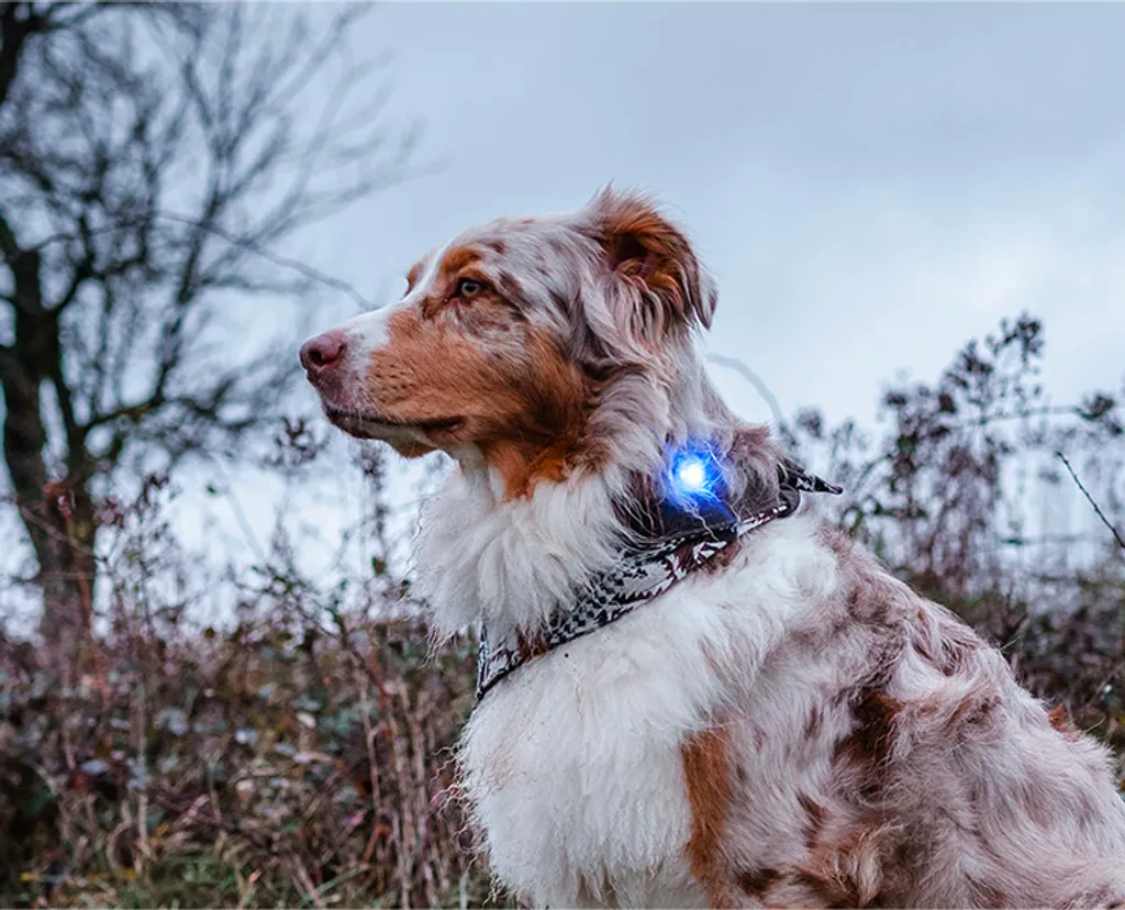 Orbiloc Luce per Collare LED Blu: Massima Sicurezza e Visibilità 5km - 11