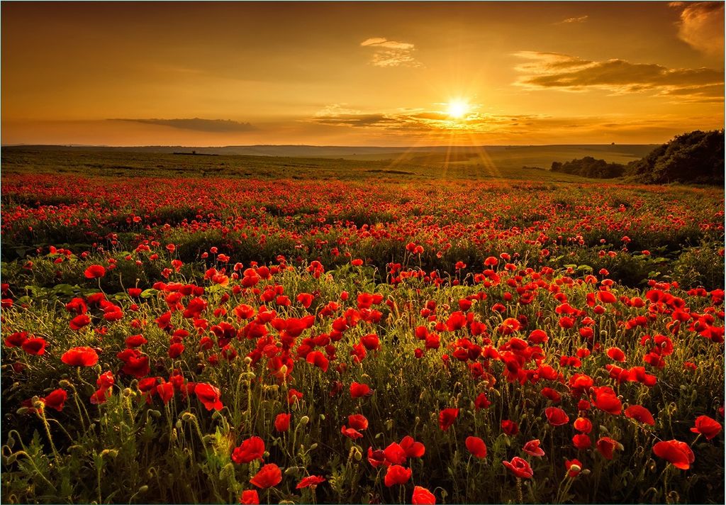 Wallario Fototapete Vliestapete, seidenmatte Oberfläche, einfache Verarbeitung, Größe 200 x 140 cm, Motiv Mohnblumenwiese bei Sonnenuntergang am...