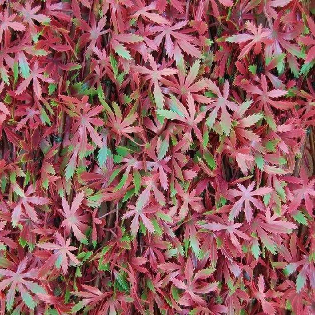 Brise-vue haie artificielle extensible sur saule 1x2m rouge/vert