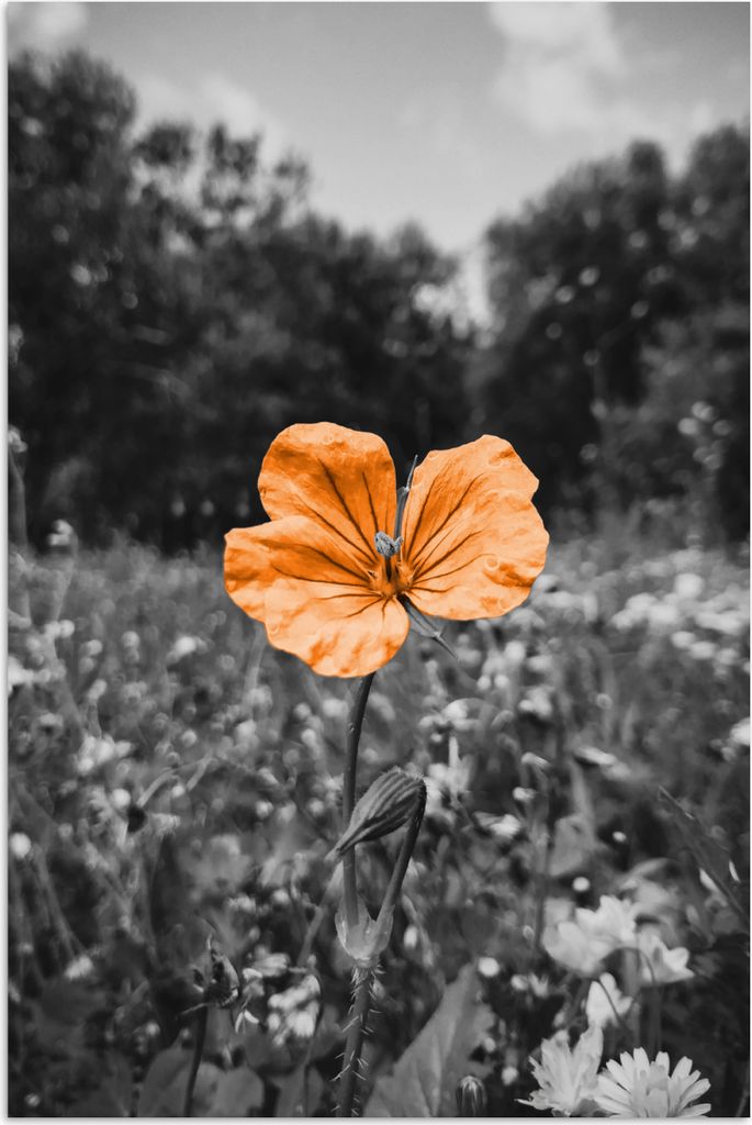 MuchoWow® Poster Blumen - Schwarz - Weiß - Orange 80x120 cm Produktbild 