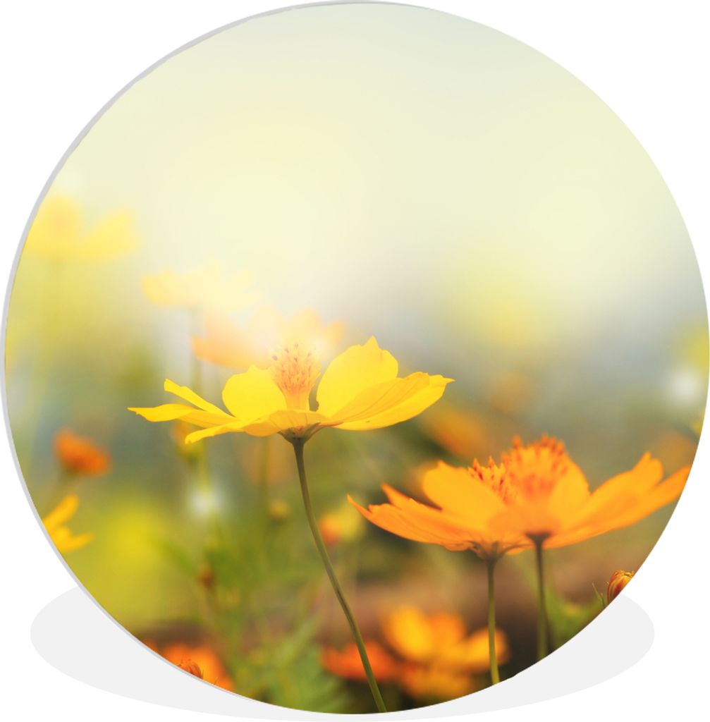 MuchoWow Rundes Wandbild - Runde Bilder Blumen - Landschaft - Gelb Ø 90 cm Kreis Wanddekoration Kunststoff - Wandkreis - Wandschmuck - Wand-Krei...