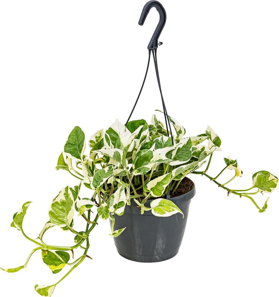 Scindapsus N-Joy - Efeutute - Hängepflanze - Auch geeignet als Kletterpflanze - Zimmerpflanzen - Luftreinigend - 20-30 cm Hoch - Topf 15 cm