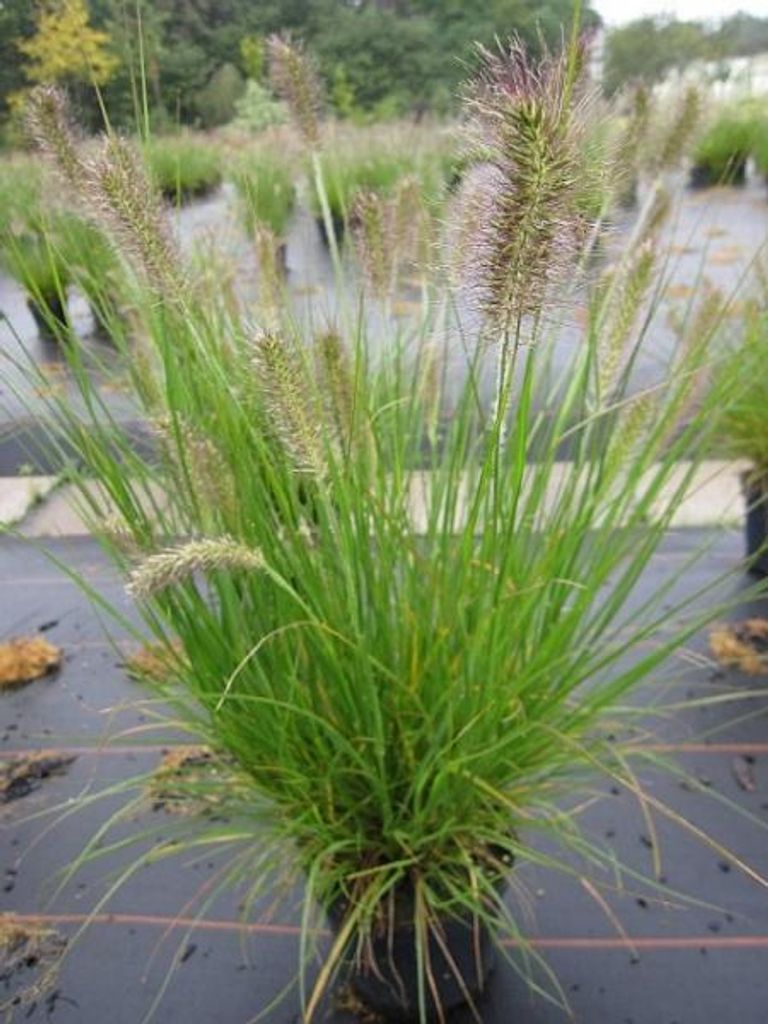 Niedriges Lampenputzergras Hameln - Pennisetum alopecuroides - Federborstengras