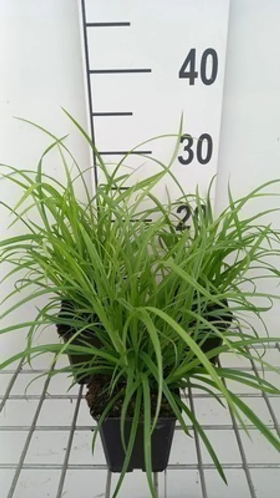Laiche des bois Carex sylvatica - Graminée persistante d'ombre lot de 6
