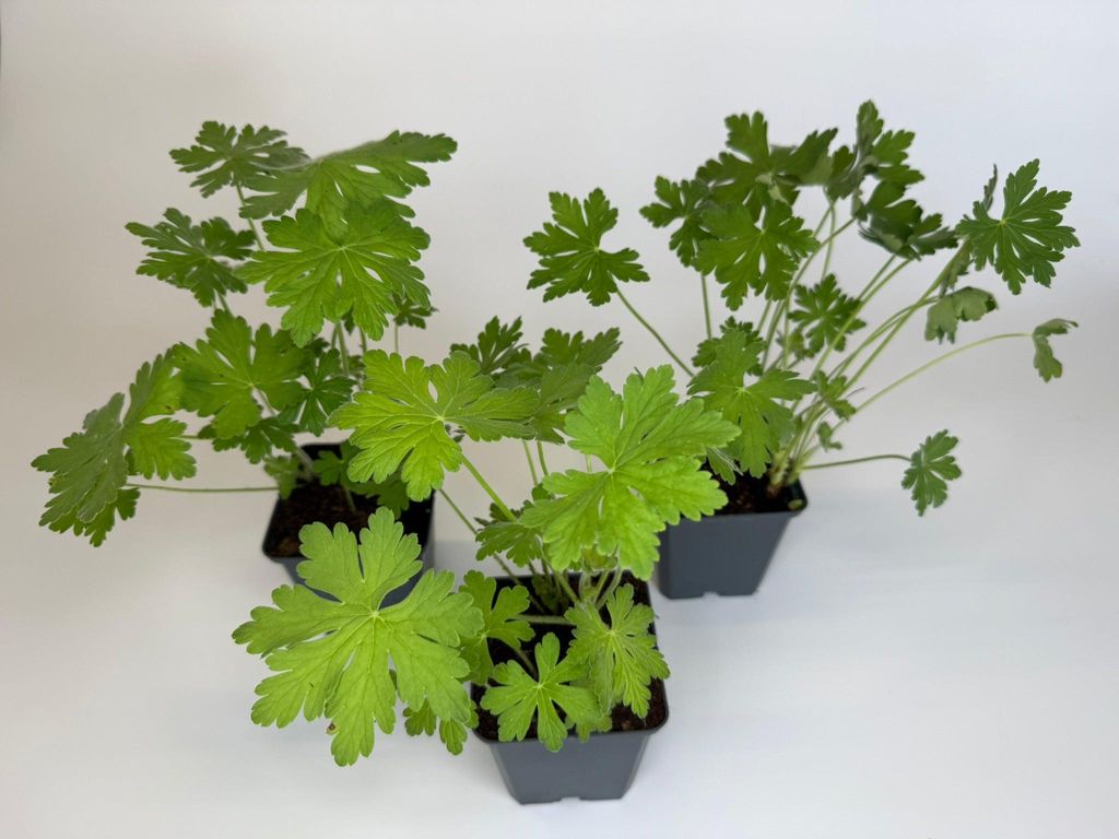 10 Stück, Topf 9cm, Bodendecker Geranium macrorrhizum Felsen-Storchschnabel