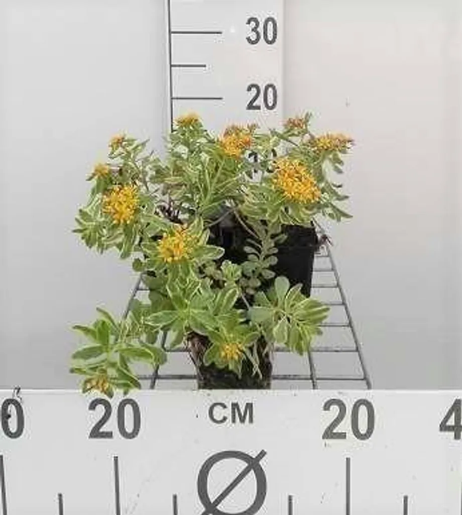 Plante grasse Sedum kamtschaticum Variegatum - Lot de 6 godets 9cm