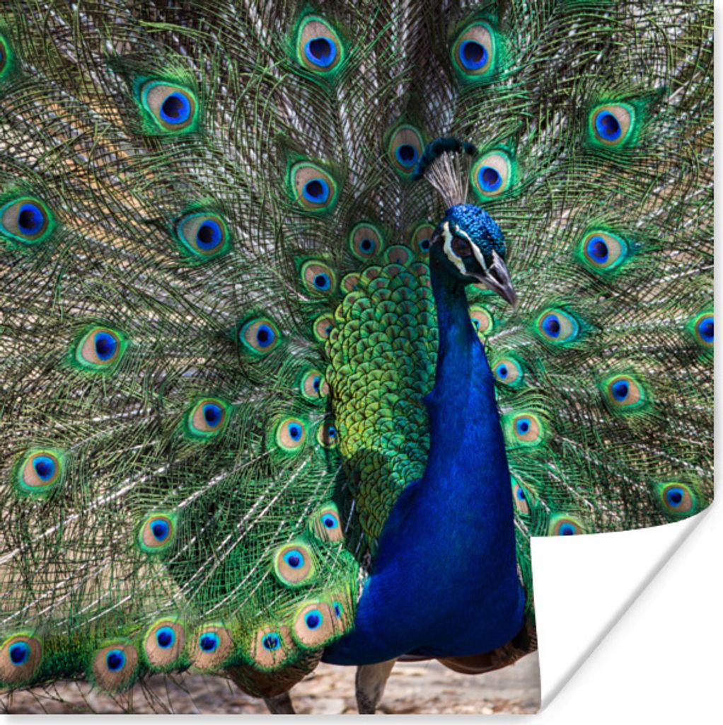 MuchoWow Poster Pfauenfedern - Grün - Blau 30x30 cm - Wandposter - Printing