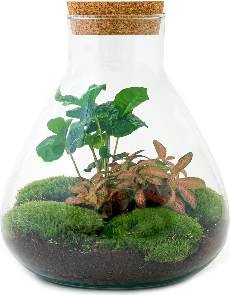 Flaschengarten "Sammie" - DIY-Pflanzenterrarium - 27cm - mit Kaffeepflanze