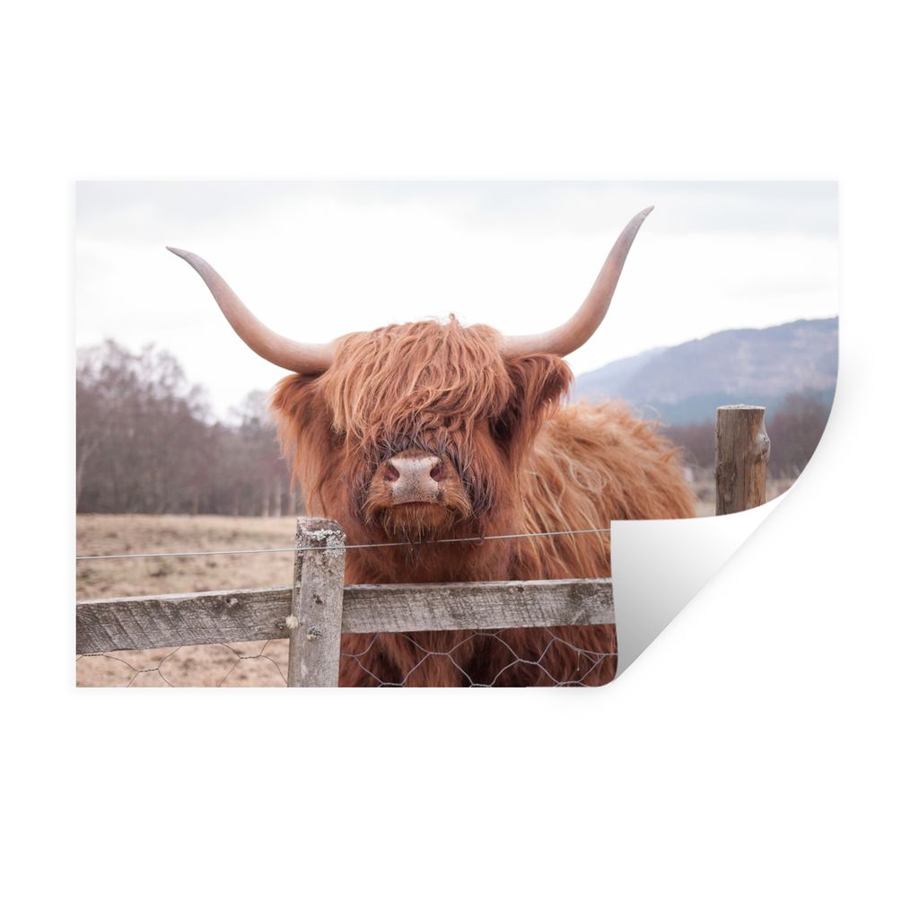 MuchoWow Wandtattoo Wandsticker Wandaufkleber Scottish Highlander - Gras - Zaun 120x80 cm Selbstklebend und Repositionierbar - Selbstklebend - Fo...