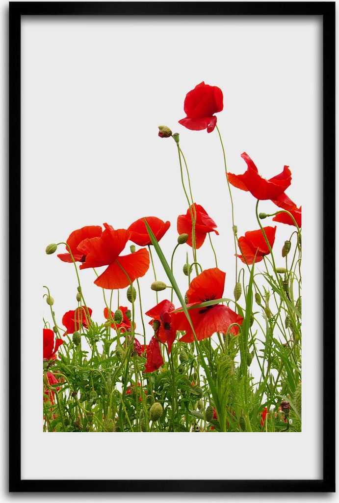 Bild - Bilderrahmen - 40 cm x 60 cm - MDF - Rahmen - Wandkunst - Feldmohnblumen