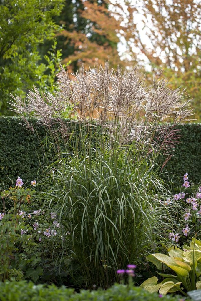 Miscanthus sinensis 'Silberspinne', Chinaschilf, 3-5 Liter Container