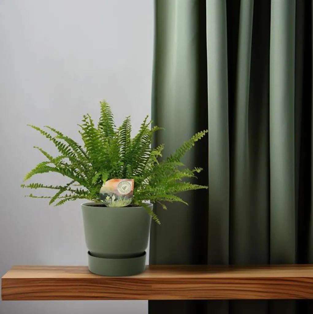 Fougère Nephrolepis Green Lady : Solution air sec et manque de lumière - 2