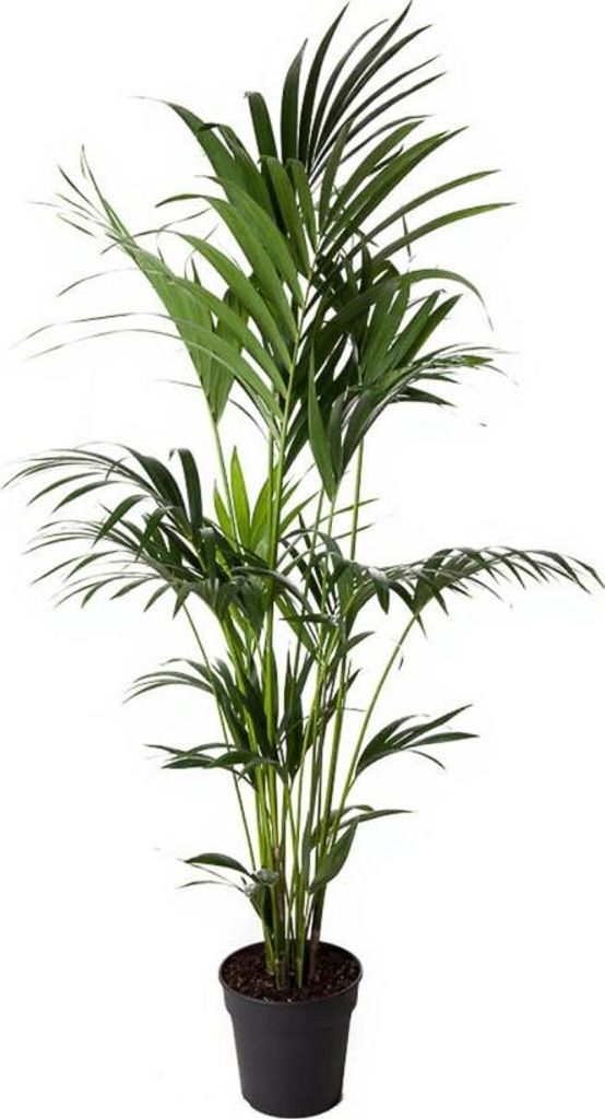 Kentia-Palme (Howea Forsteriana) 6 Stecklinge, 21 cm Topf, 120 cm Höhe