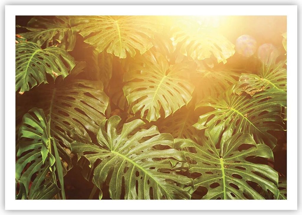 Poster - Poster ohne Rahmen - Blätter Monstera Licht - 100x70 cm - Wand Bild - Wanddeko - Wandbilder - Kunstposter - Wandposter - Bilder - Kunstdr...