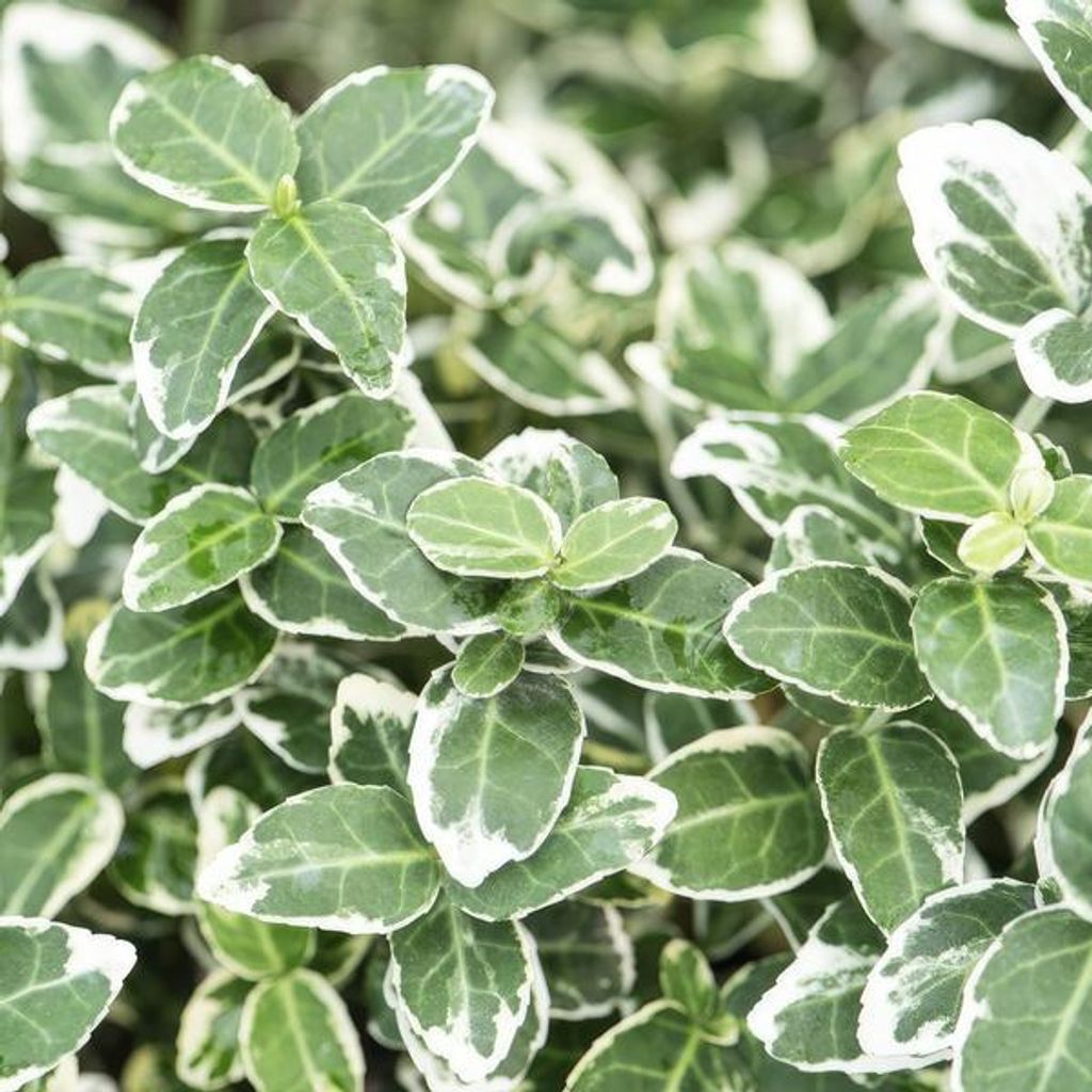 Spindelstrauch Euonymus fortunei 'Emerald 'n Gaiety' – 12 Pflanzen – 10-25cm – Ø9cm – Silberbunte Blätter – Bodendecker, Hecke & Sol...