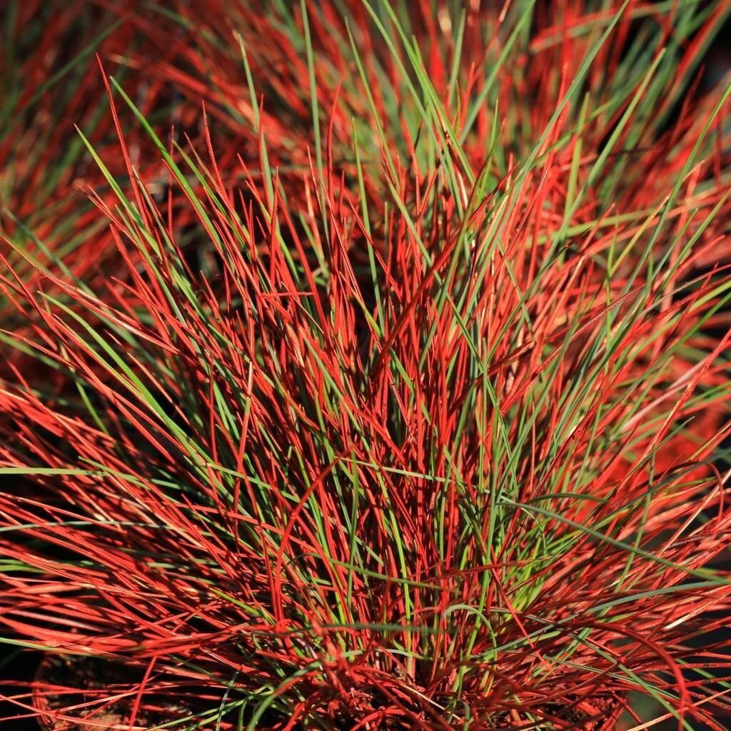 Festuca Walberla 1L