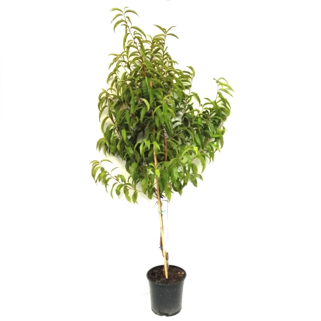 Echter Roter Weinbergpfirsich Buschbaum 7,5 | Kaufland.de