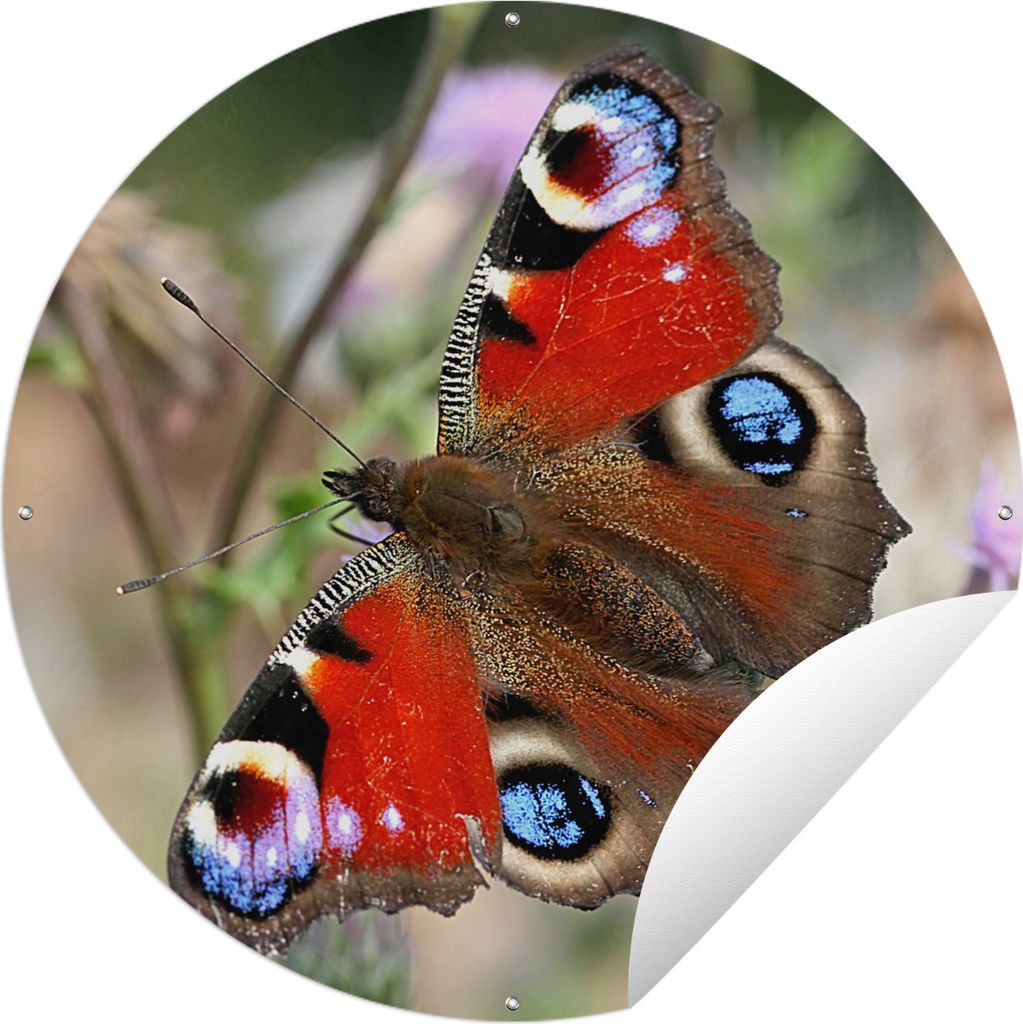 MuchoWow Gartenposter Outdoor-Poster Rund Tagpfauenauge Schmetterling Ø 150 cm Gartendeko Rundes Poster draußen