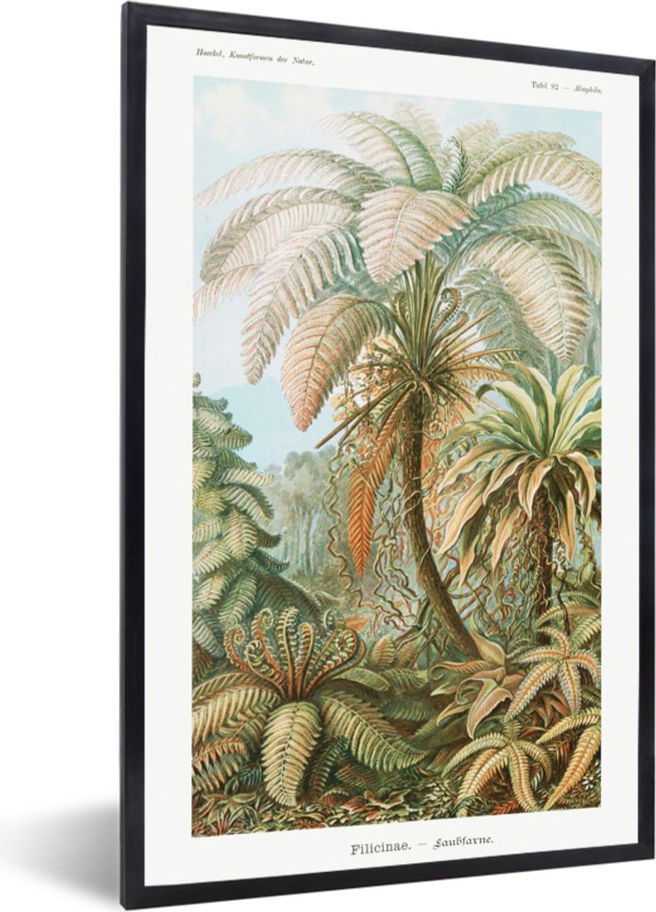 MuchoWow Gerahmtes Poster Vintage - Alte Meister - Farne - Pflanzen - Natur 20x30 cm - Poster mit Schwarzem Bilderrahmen Wandposter Rahmen Foto B...