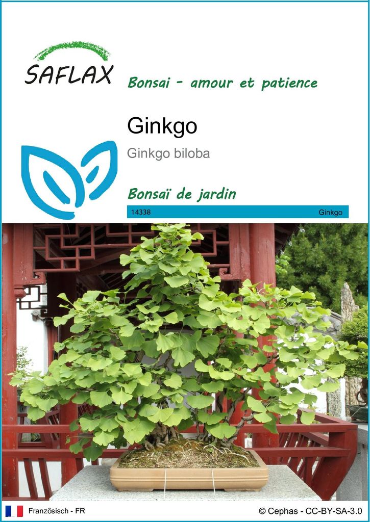 SAFLAX  - Ginkgo - 4 graines - Ginkgo Image du produit 