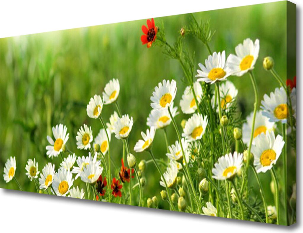Tulup Leinwand-Bilder 100x50 Wandbild Canvas Kunstdruck Gänseblümchen Natur