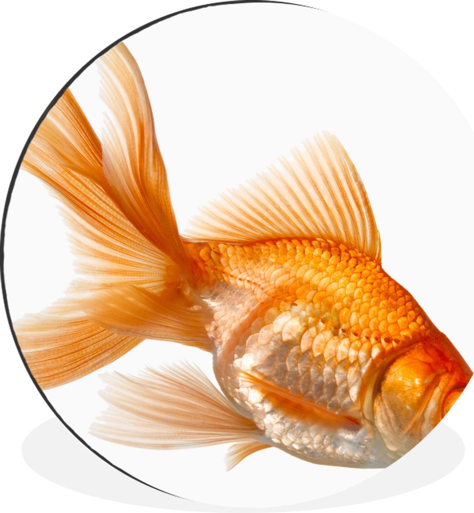 MuchoWow Aluminium Wandkreis Goldfisch - Weiß Ø 30 cm Wanddeko Modern Wohnzimmer - Wand Bild - Wohnzimmer - Runde Bilder - Alubilder - Kunst f...