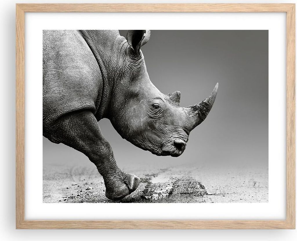 Gerahmtes Poster - Rahmen in heller Eiche - Nashorn Monochrom Tier - 50x40 cm - Wand Bild - Wanddeko - Wandbilder - Kunstposter - Wandposter - Bild...