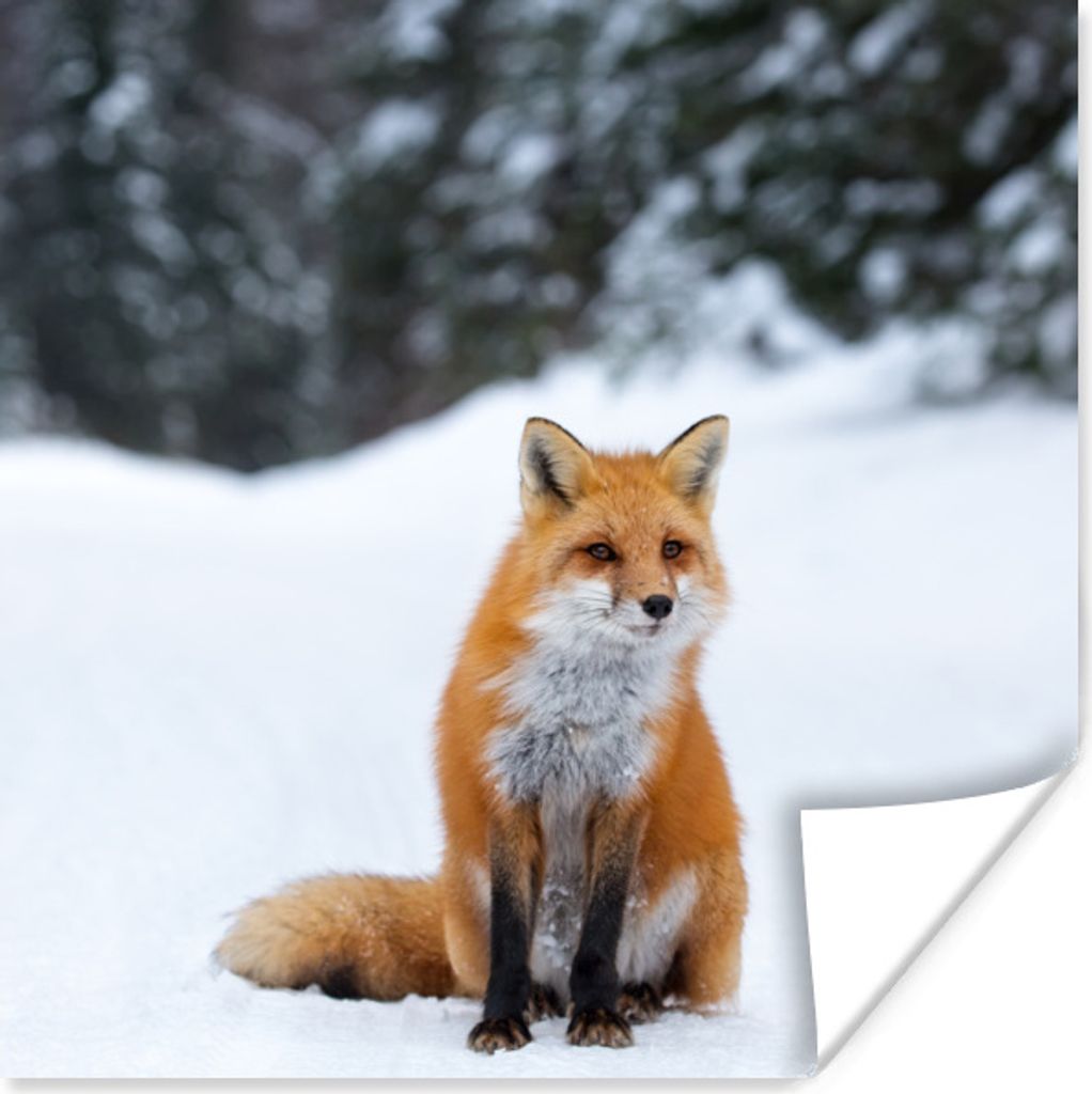 MuchoWow Poster Fuchs - Schnee - Wald 30x30 cm - Wandposter - Printing