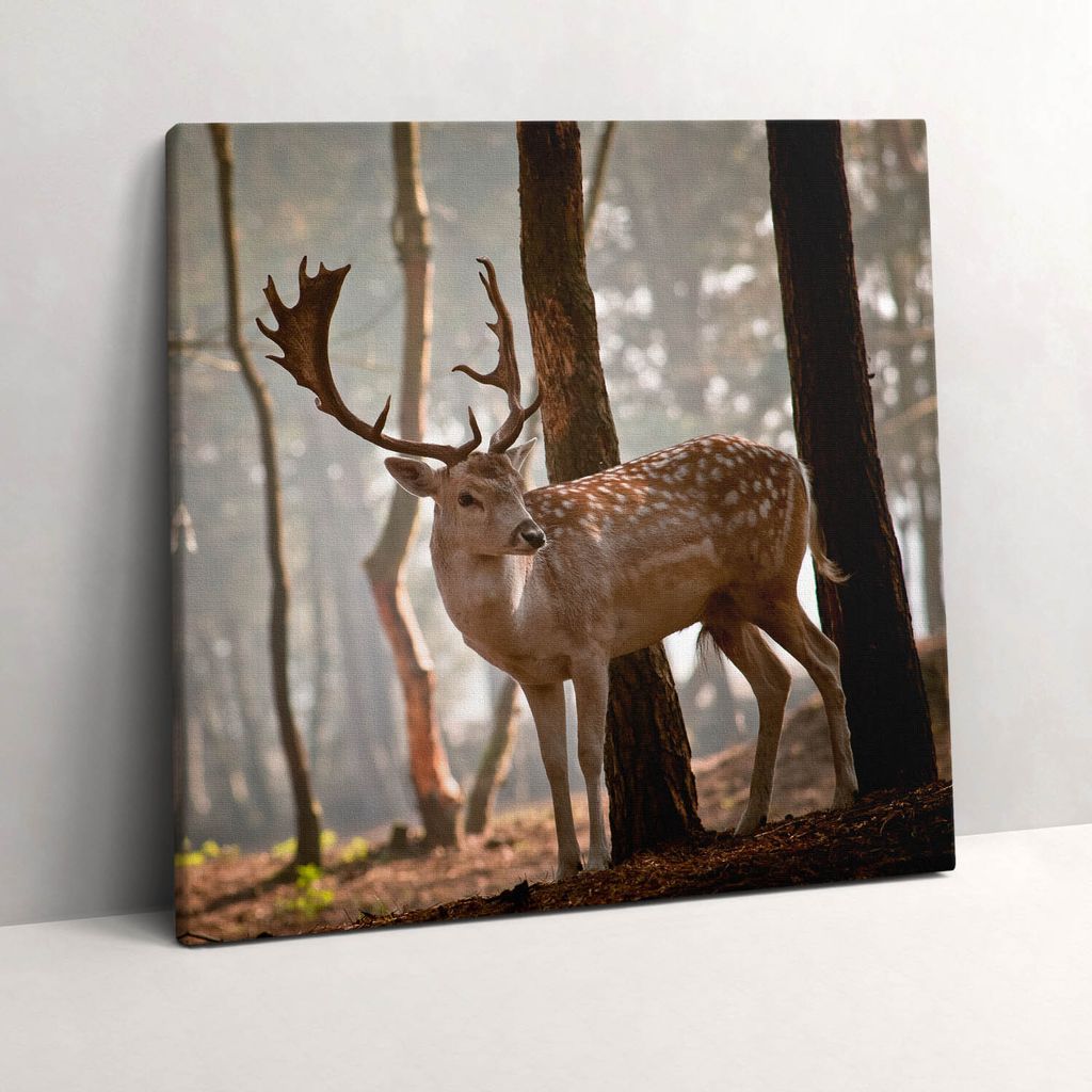 A deer in the glow of the rising sun – Leinwandbild Wandbild – 60x60 cm – Leinwandbilder – Wandbilder – Schlafzimmer – Flur