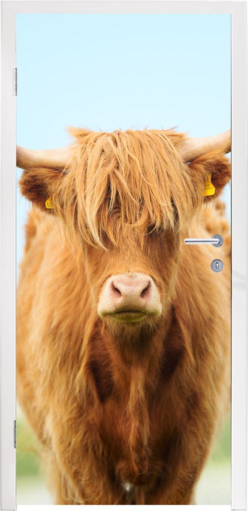 MuchoWow Türtapete Selbstklebende Türfolie Schottischer Highlander - Haare - Gras 80x205 cm Türposter Türaufkleber Klebefolie Türklebefolie ...