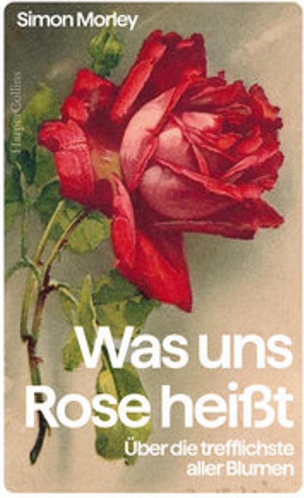 Was uns Rose heißt. Über die trefflichste aller Blumen