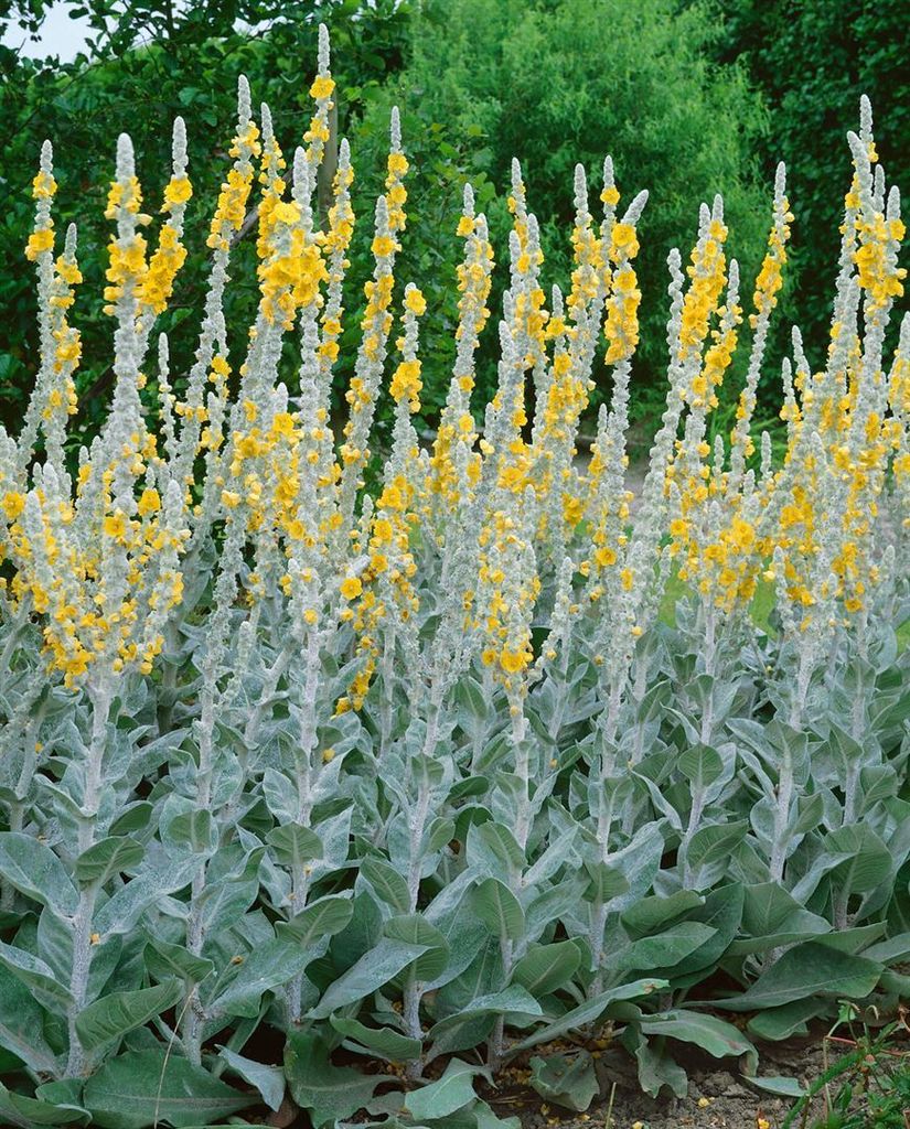 Verbascum bombyciferum 'Polarsommer', silbrig, ca. 9x9 cm Produktbild 