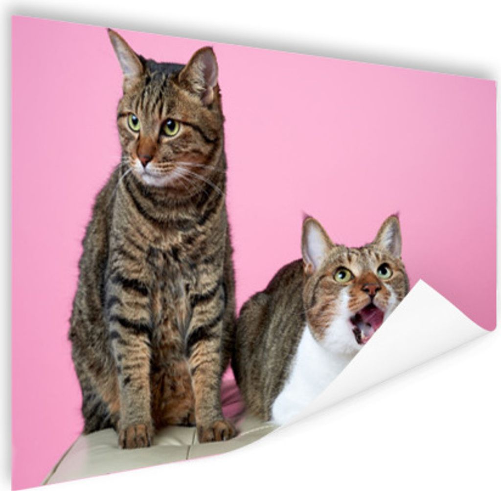 MuchoWow Poster Katze - Rosa - Pouf - Mädchen - Kinder - Kinder 120x80 cm - Bilder