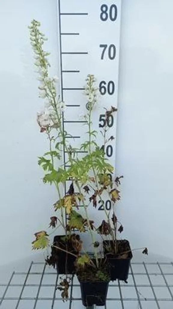 6 Delphinium 'M.f.' blanc pur en pot de 9cm - Plantes vivaces de jardin